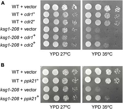 Phosphoinositide-Dependent Protein Kinases Regulate Cell Cycle Progression Through the SAD Kinase Cdr2 in Fission Yeast